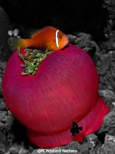 Colour
I like the colours of the purple closed anemone. ... by Christian Nielsen 